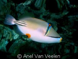 Picasso triggerfish and reef reflection taken at Sharksba... by Anel Van Veelen 